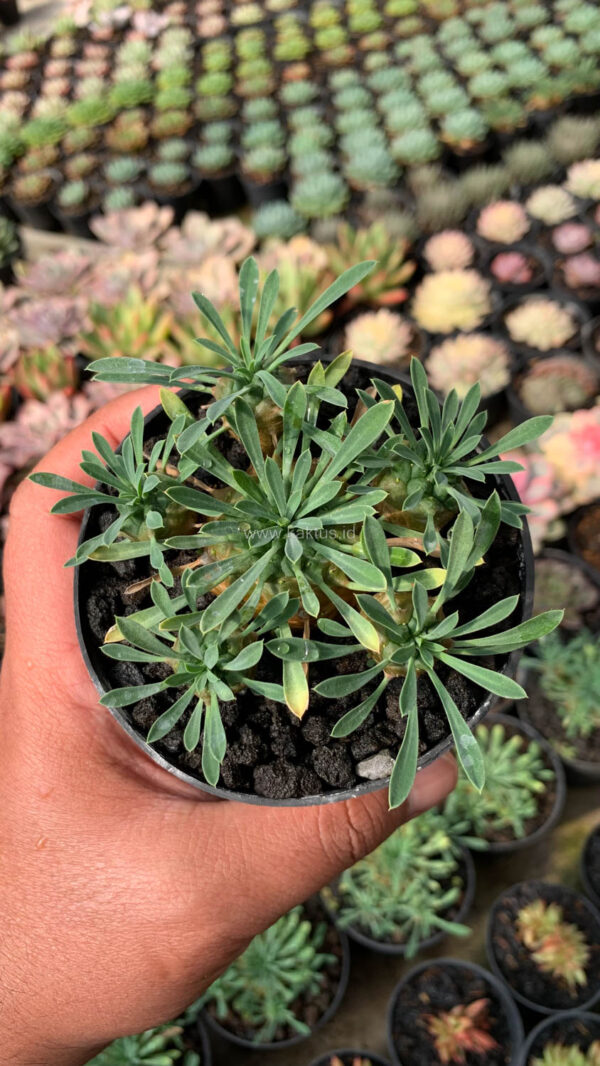 998. Euphorbia Japonica Cluster - Image 16