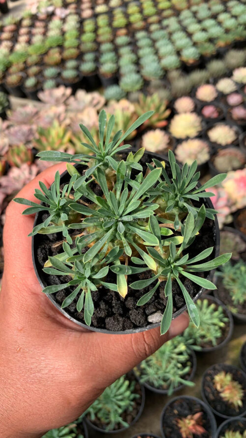 Euphorbia Japonica Cluster, real gallery image #16 plants. Picture taken directly from kaktus.id community Euphorbia farmer green houses.