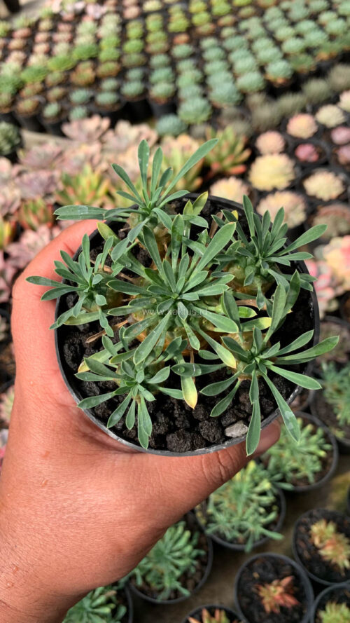 Euphorbia Japonica Cluster, real gallery image #17 plants. Picture taken directly from kaktus.id community Euphorbia farmer green houses.