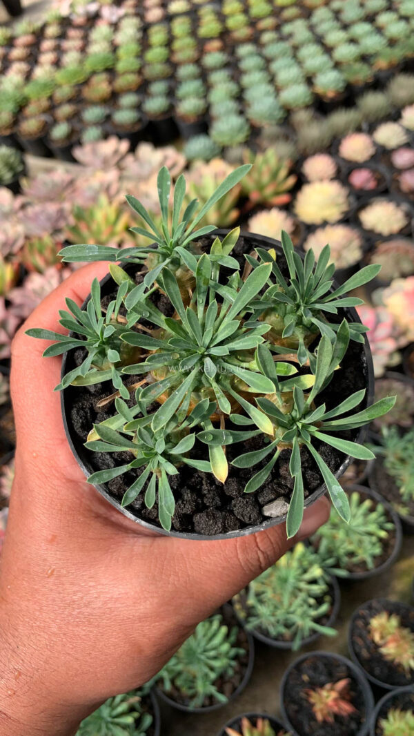 998. Euphorbia Japonica Cluster - Image 2