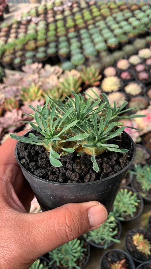 Euphorbia Japonica Cluster, real gallery image #3 plants. Picture taken directly from kaktus.id community Euphorbia farmer green houses.