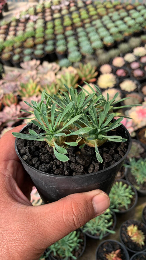 Euphorbia Japonica Cluster, real gallery image #4 plants. Picture taken directly from kaktus.id community Euphorbia farmer green houses.