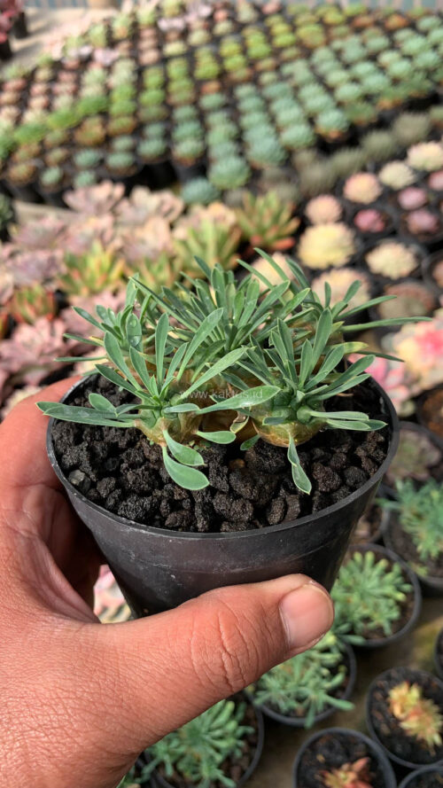 Euphorbia Japonica Cluster, real gallery image #5 plants. Picture taken directly from kaktus.id community Euphorbia farmer green houses.