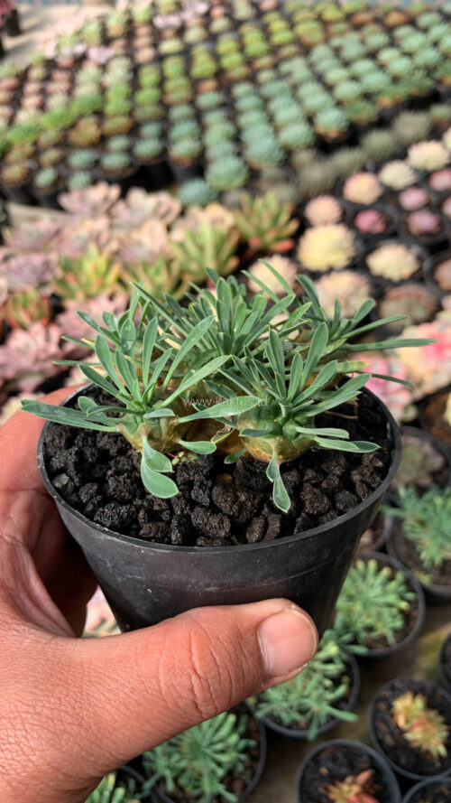 Euphorbia Japonica Cluster, real gallery image #2 plants. Picture taken directly from kaktus.id community Euphorbia farmer green houses.