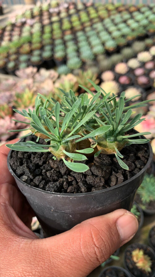 Euphorbia Japonica Cluster, real gallery image #7 plants. Picture taken directly from kaktus.id community Euphorbia farmer green houses.
