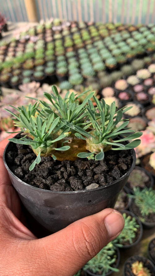 Euphorbia Japonica Cluster, real gallery image #8 plants. Picture taken directly from kaktus.id community Euphorbia farmer green houses.