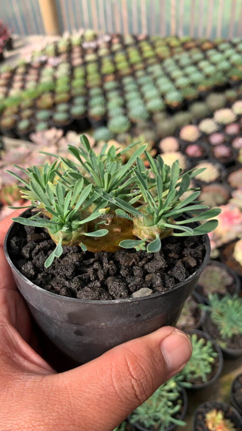 Euphorbia Japonica Cluster, real gallery image #9 plants. Picture taken directly from kaktus.id community Euphorbia farmer green houses.
