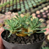 Euphorbia Japonica Cluster, real feature image plant. Picture taken directly from kaktus.id community Euphorbia farmer green houses.