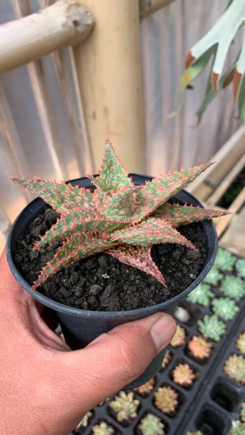 Aloe Christmas Carol Hybrid, real gallery image #7 plants. Picture taken directly from kaktus.id community Aloe farmer green houses.