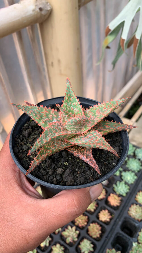 Aloe Christmas Carol Hybrid, real gallery image #8 plants. Picture taken directly from kaktus.id community Aloe farmer green houses.