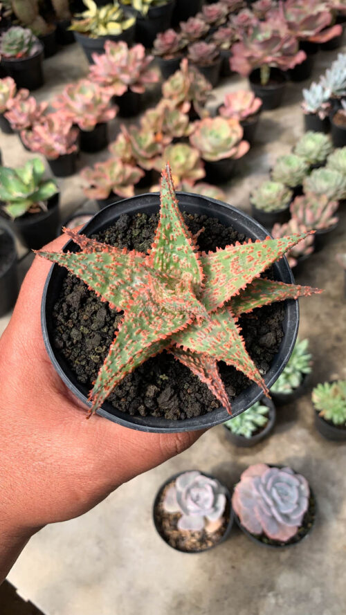 Aloe Christmas Carol Hybrid, real gallery image #9 plants. Picture taken directly from kaktus.id community Aloe farmer green houses.