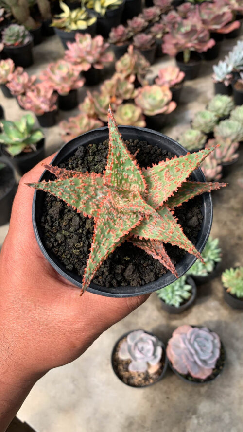 Aloe Christmas Carol Hybrid, real gallery image #10 plants. Picture taken directly from kaktus.id community Aloe farmer green houses.