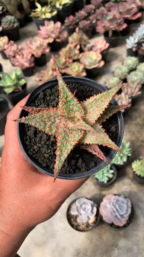 Aloe Christmas Carol Hybrid, real gallery image #11 plants. Picture taken directly from kaktus.id community Aloe farmer green houses.
