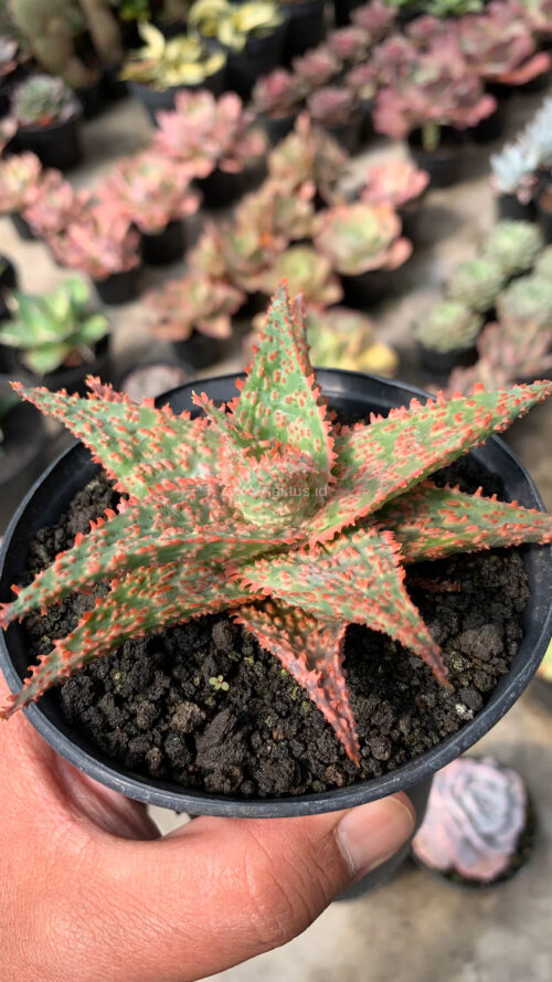 Aloe Christmas Carol Hybrid, real gallery image #12 plants. Picture taken directly from kaktus.id community Aloe farmer green houses.