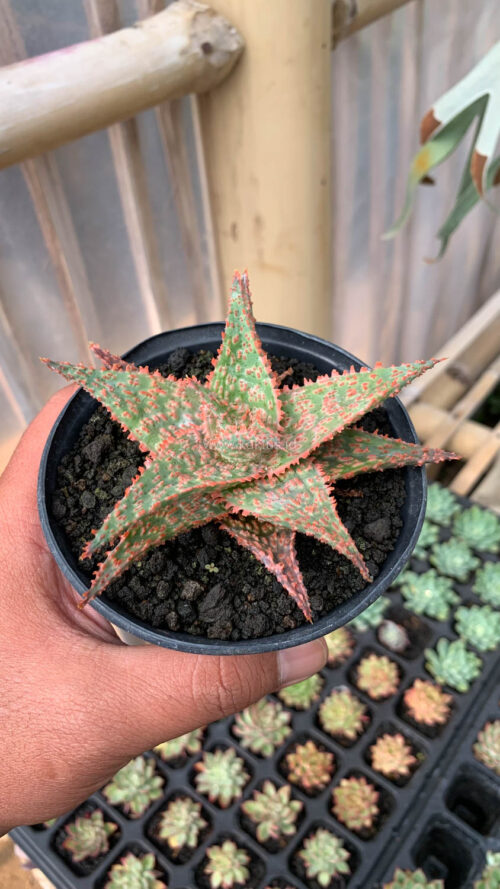 Aloe Christmas Carol Hybrid, real gallery image #2 plants. Picture taken directly from kaktus.id community Aloe farmer green houses.