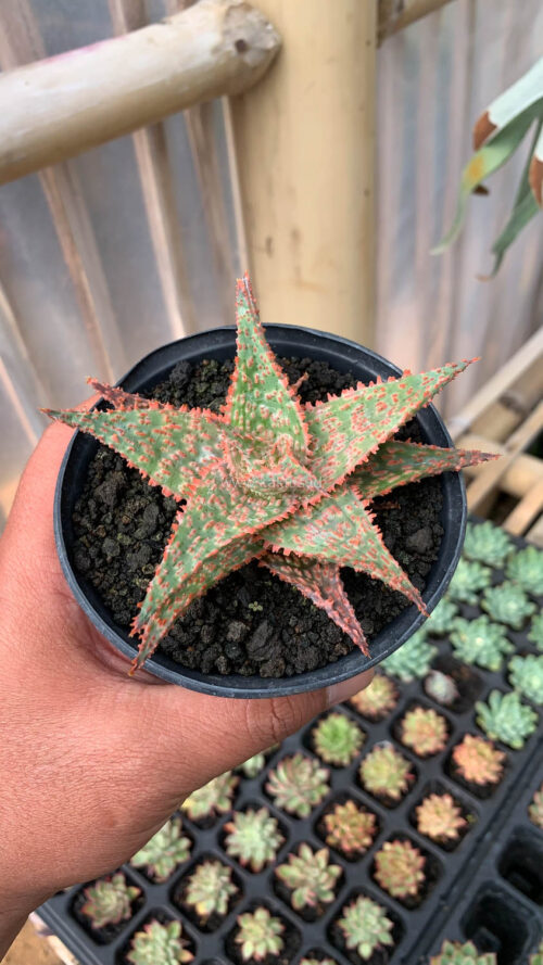 Aloe Christmas Carol Hybrid, real gallery image #3 plants. Picture taken directly from kaktus.id community Aloe farmer green houses.
