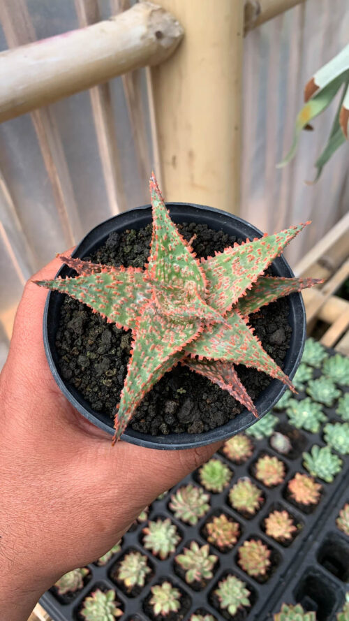 Aloe Christmas Carol Hybrid, real gallery image #4 plants. Picture taken directly from kaktus.id community Aloe farmer green houses.