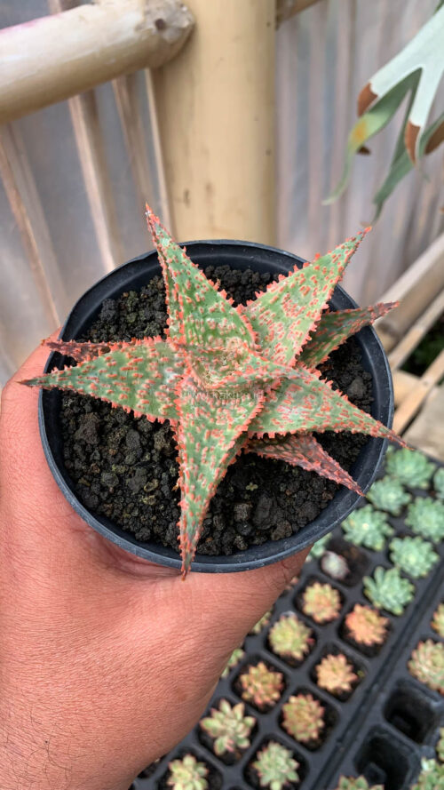 Aloe Christmas Carol Hybrid, real gallery image #5 plants. Picture taken directly from kaktus.id community Aloe farmer green houses.