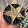 Aloe Christmas Carol Hybrid, real feature image plant. Picture taken directly from kaktus.id community Aloe farmer green houses.