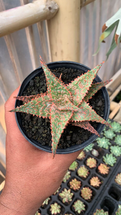 Aloe Christmas Carol Hybrid, real gallery image #6 plants. Picture taken directly from kaktus.id community Aloe farmer green houses.