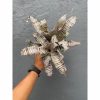 Cryptanthus Zonatus 'Earth Star'