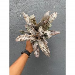 Cryptanthus Zonatus 'Earth Star'