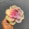 Echeveria Perle White Rainbow