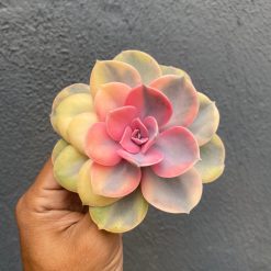Echeveria Perle White Rainbow
