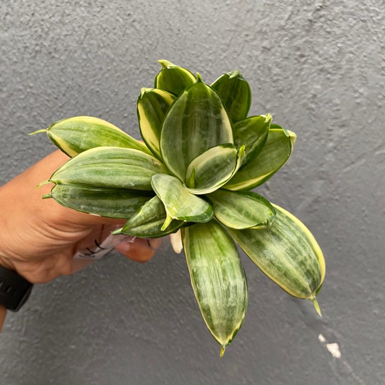 864. Sansevieria Silver Cross
