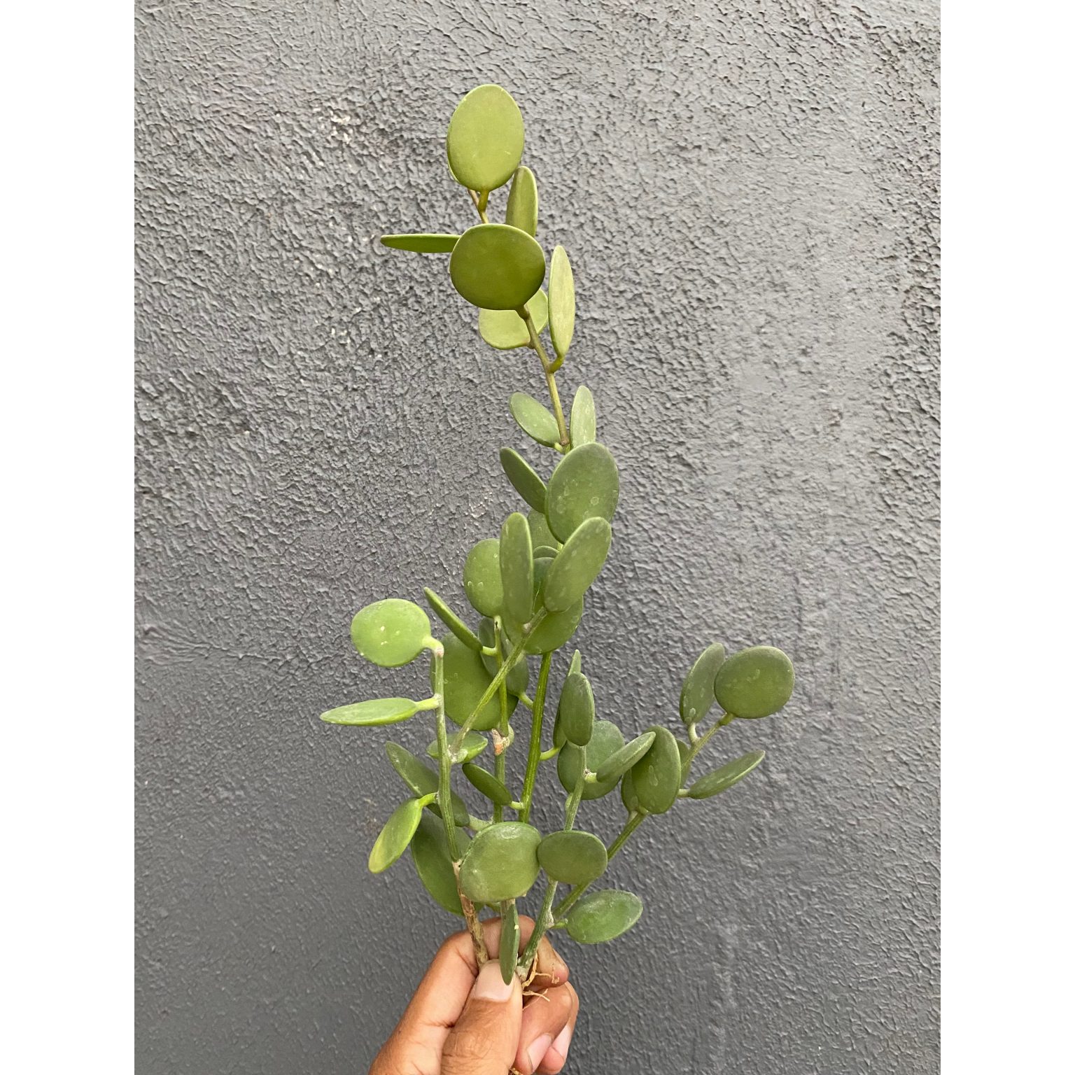 Xerosicyos Danguyi 'Silver Dollar Vine'