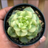 Graptoveria Rolli Variegated, real feature image plant. Picture taken directly from kaktus.id community Graptoveria farmer green houses.