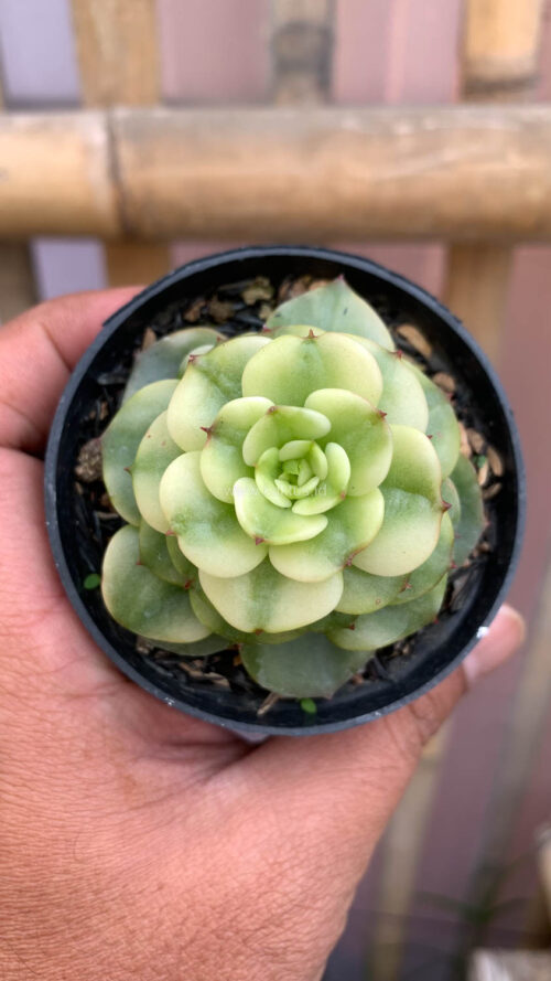 Graptoveria Rolli Variegated, real gallery image #10 plants. Picture taken directly from kaktus.id community Graptoveria farmer green houses.