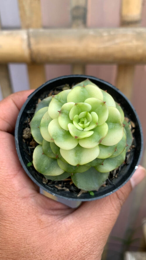 Graptoveria Rolli Variegated, real gallery image #11 plants. Picture taken directly from kaktus.id community Graptoveria farmer green houses.