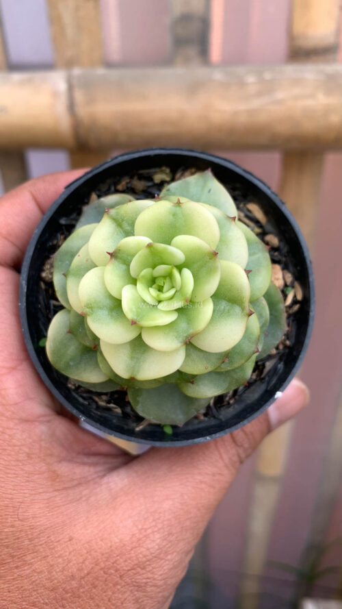 Graptoveria Rolli Variegated, real gallery image #12 plants. Picture taken directly from kaktus.id community Graptoveria farmer green houses.