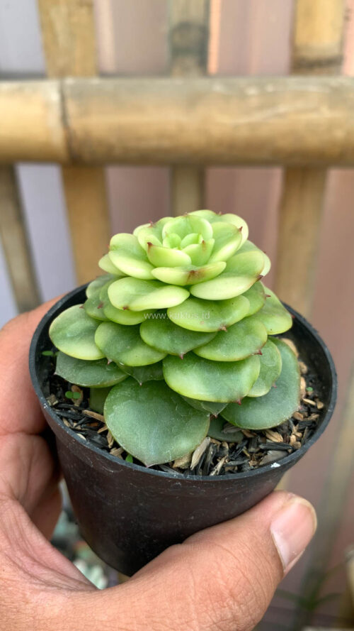 Graptoveria Rolli Variegated, real gallery image #13 plants. Picture taken directly from kaktus.id community Graptoveria farmer green houses.