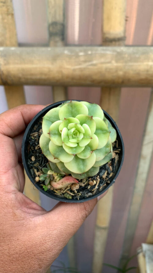Graptoveria Rolli Variegated, real gallery image #3 plants. Picture taken directly from kaktus.id community Graptoveria farmer green houses.