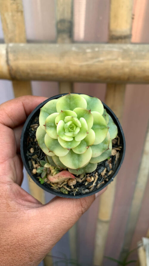 Graptoveria Rolli Variegated, real gallery image #4 plants. Picture taken directly from kaktus.id community Graptoveria farmer green houses.