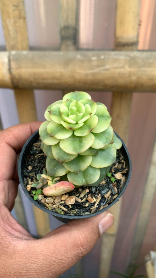 Graptoveria Rolli Variegated, real gallery image #1 plants. Picture taken directly from kaktus.id community Graptoveria farmer green houses.