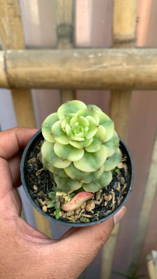 Graptoveria Rolli Variegated, real gallery image #5 plants. Picture taken directly from kaktus.id community Graptoveria farmer green houses.