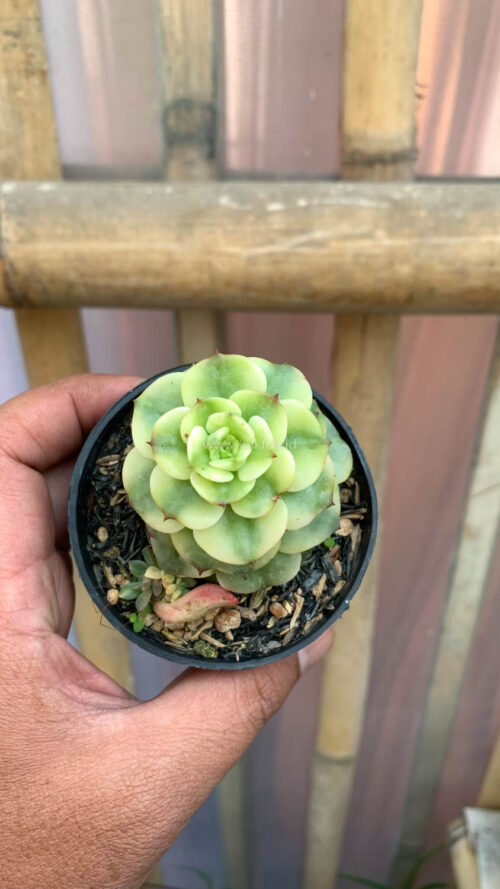 Graptoveria Rolli Variegated, real gallery image #2 plants. Picture taken directly from kaktus.id community Graptoveria farmer green houses.