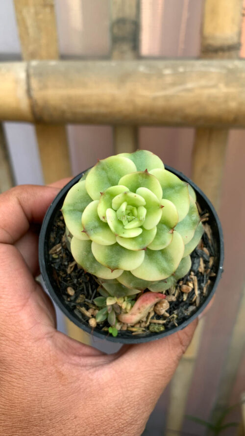 Graptoveria Rolli Variegated, real gallery image #6 plants. Picture taken directly from kaktus.id community Graptoveria farmer green houses.