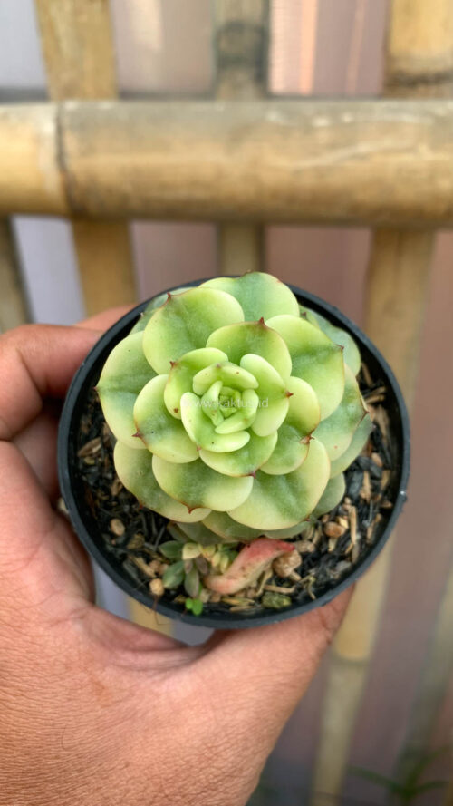 Graptoveria Rolli Variegated, real gallery image #7 plants. Picture taken directly from kaktus.id community Graptoveria farmer green houses.