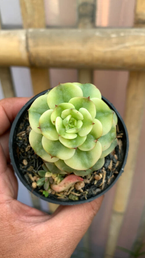 Graptoveria Rolli Variegated, real gallery image #8 plants. Picture taken directly from kaktus.id community Graptoveria farmer green houses.