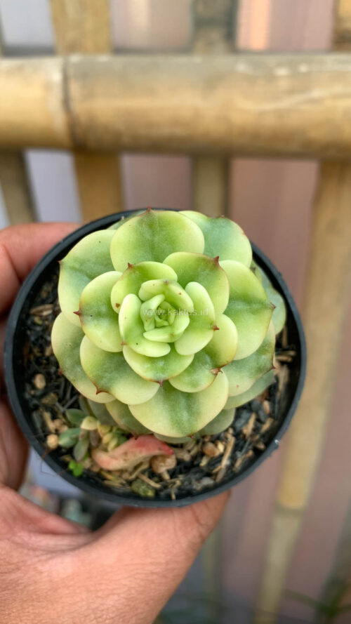 Graptoveria Rolli Variegated, real gallery image #9 plants. Picture taken directly from kaktus.id community Graptoveria farmer green houses.