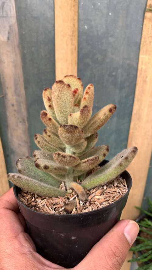 Kalanchoe Teddy Bear, real gallery image #10 plants. Picture taken directly from kaktus.id community Kalanchoe farmer green houses.