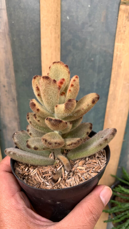 Kalanchoe Teddy Bear, real gallery image #11 plants. Picture taken directly from kaktus.id community Kalanchoe farmer green houses.
