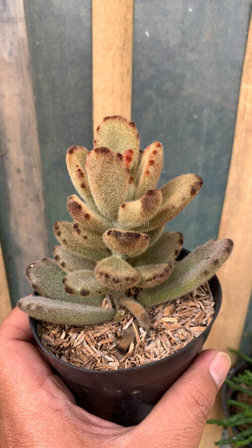 Kalanchoe Teddy Bear, real gallery image #12 plants. Picture taken directly from kaktus.id community Kalanchoe farmer green houses.