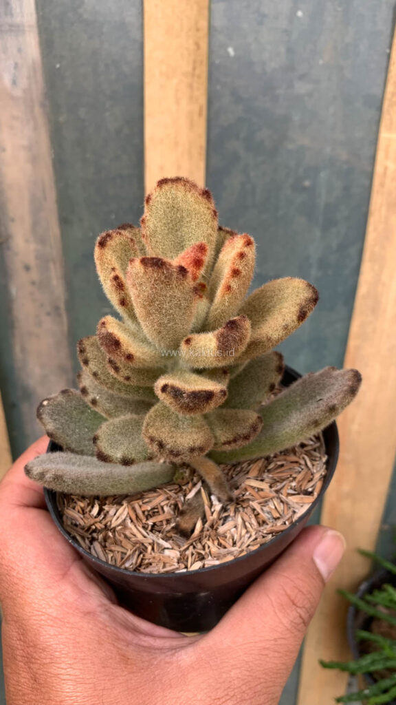 kaktus.id