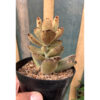 Kalanchoe Teddy Bear, real feature image plant. Picture taken directly from kaktus.id community Kalanchoe farmer green houses.