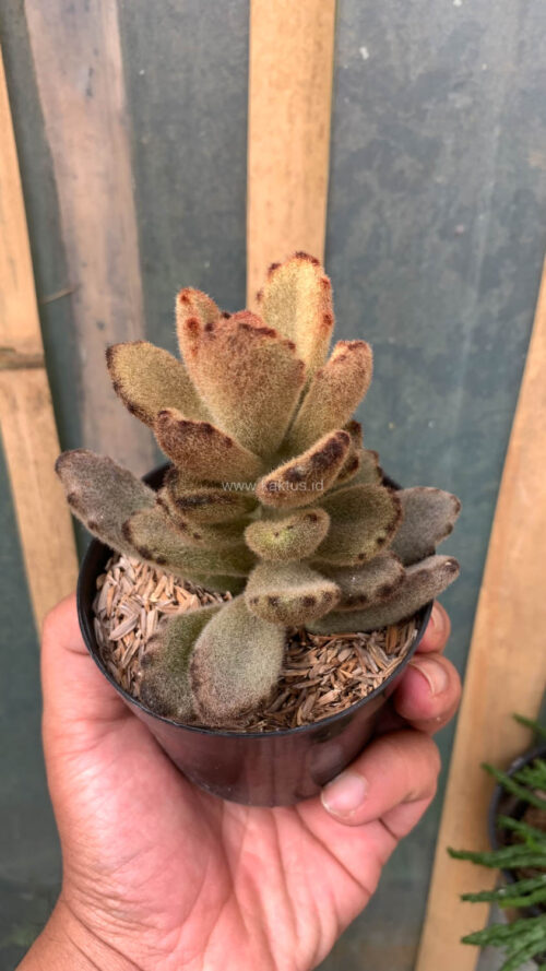 Kalanchoe Teddy Bear, real gallery image #14 plants. Picture taken directly from kaktus.id community Kalanchoe farmer green houses.